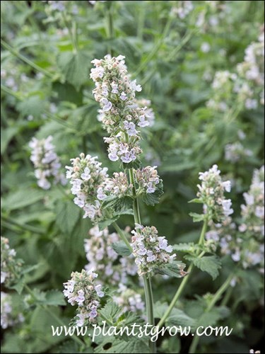 The white with purple spots flowers, borne on spike-like terminal clusters